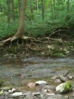 tree roots at the edge of the river
