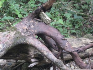 creature/creation of earth