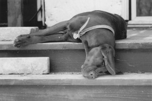 American Kennel Club, past winner: 3rd Place Black & White; Lindsay Barnes; Sedalia, Missouri; Redbone Coonhound; Stolen from http://www.akc.org/pubs/family-dog/photo-contest/past-winners/