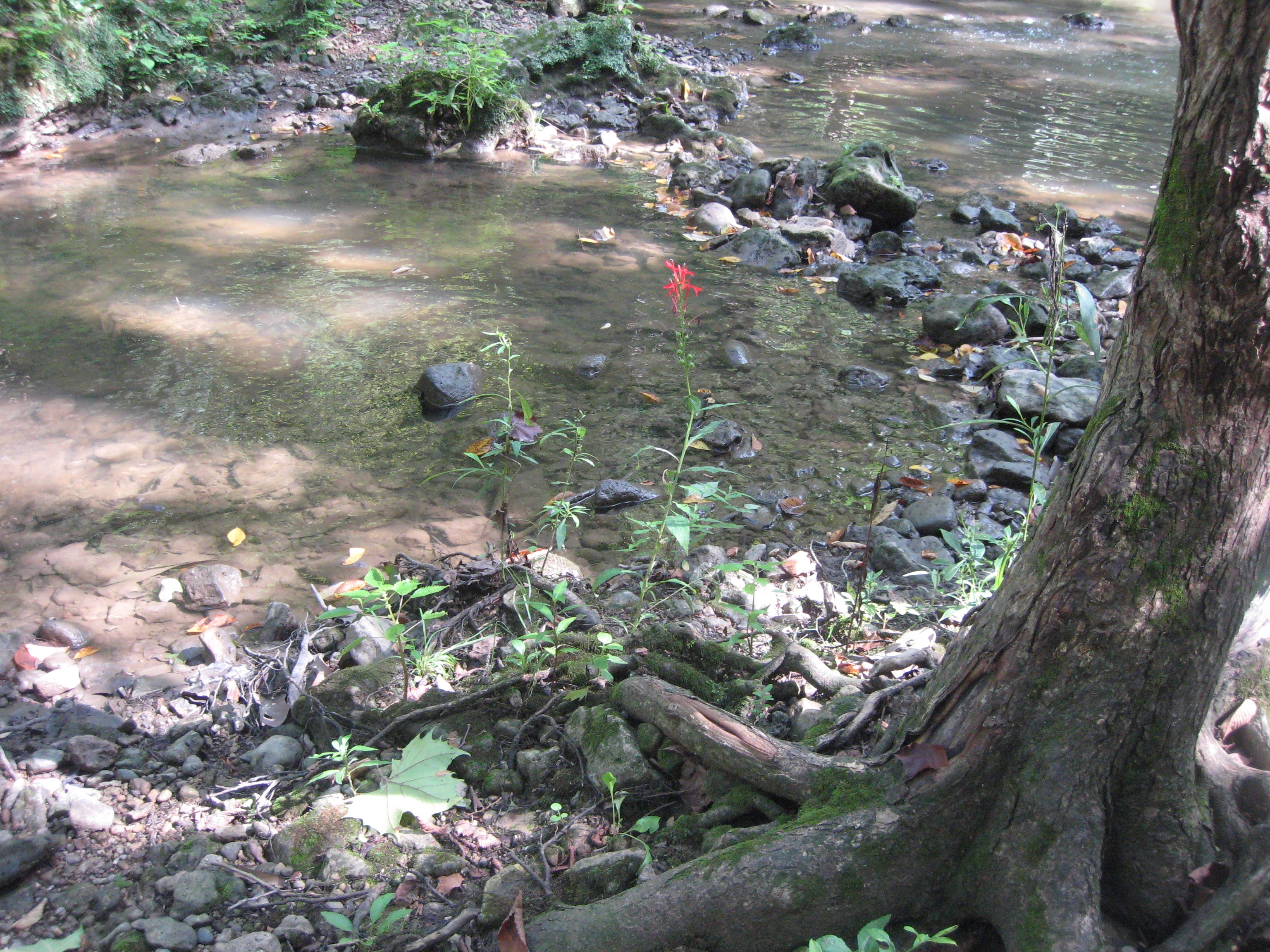 stream, red flower, and tree roots