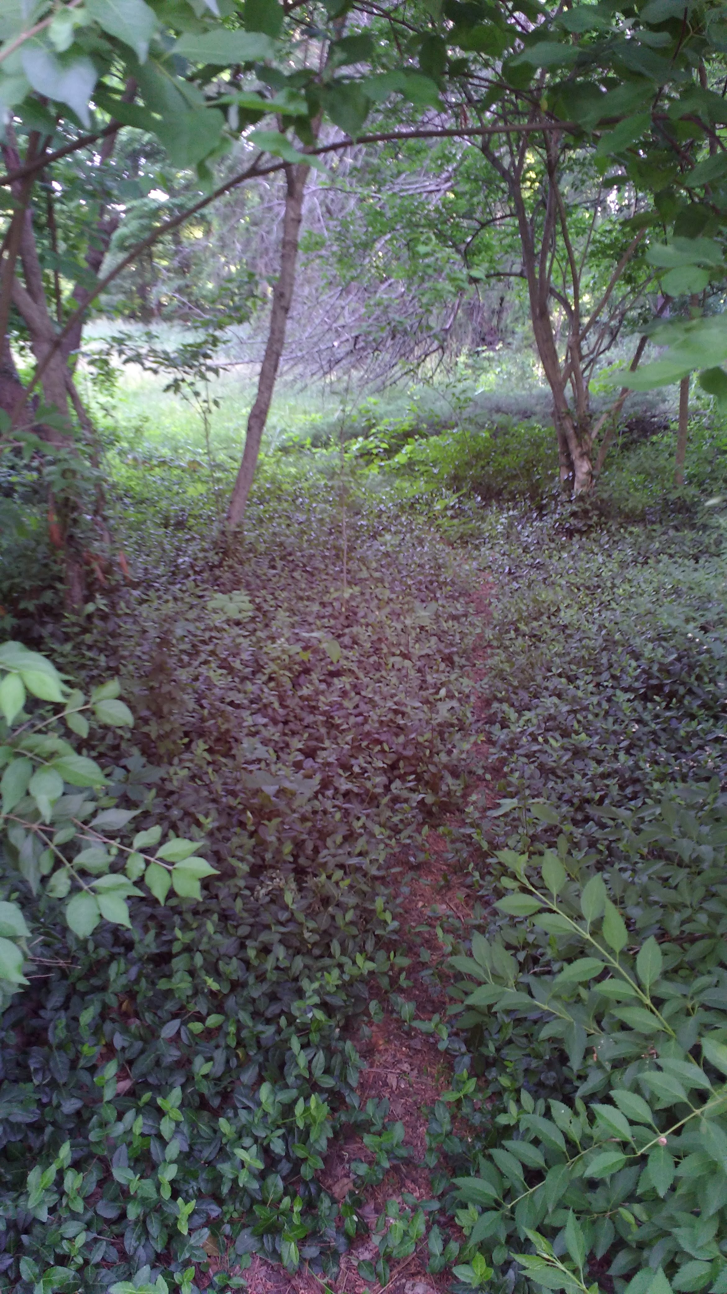 foliage-covered path leading into woody area