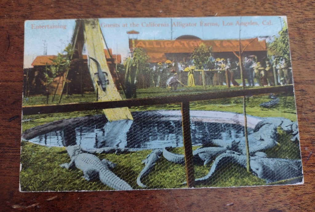 vintage postcard of California Alligator Farms, Los Angeles, Cal.