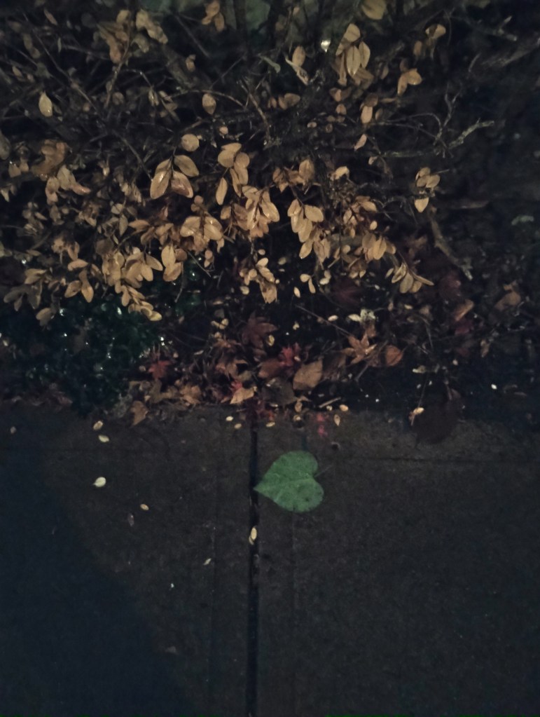 photo of heart-shaped leaf on wet pavement